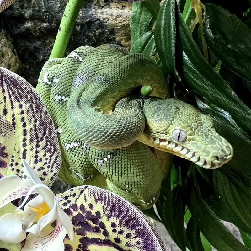 Emerald Tree Boa